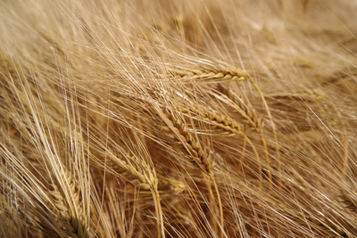 Versteckter Weizen oder Liste der zu kennzeichnenden Nahrungsmittelallergene